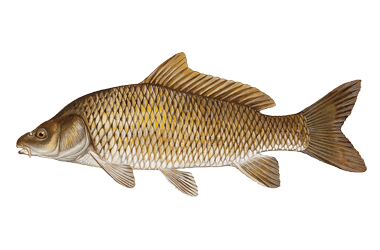 Carpa Capim