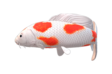 Carpa Koy