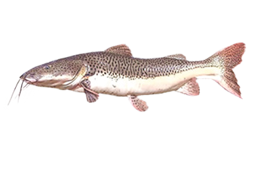 cachapira