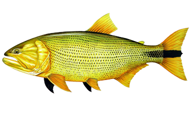 dourado