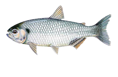 matrinxa