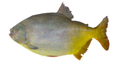 pacu