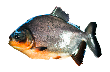 patinga