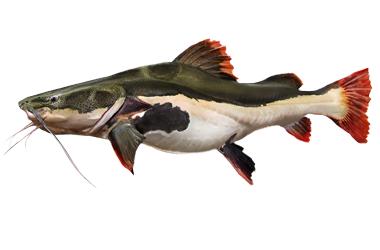 pirarara-1