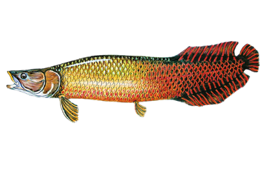 pirarucu