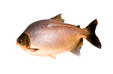 tambacu