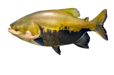 tambaqui