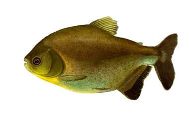 tambatinga