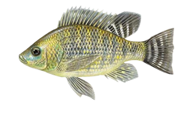 tilapia