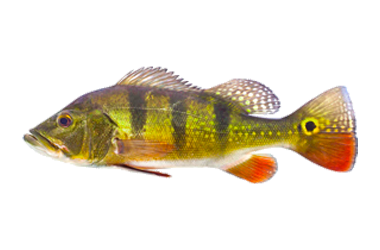 tucunaré